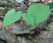 Wild yam in woods - young plants.jpg
