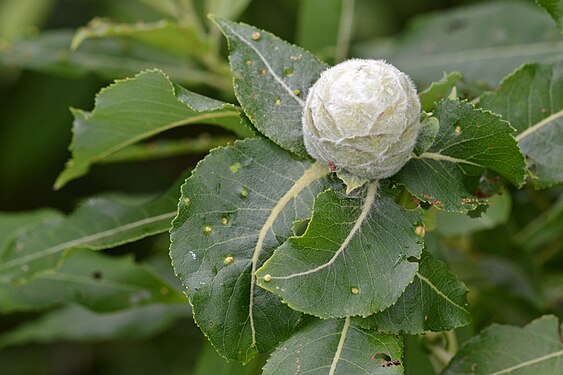 Willow Pinecone Gall (Rabdophaga strobiloides)