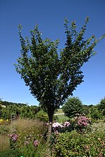 Thumbnail for File:Wojsławice, arboretum, Prunus 'Kanzan'.jpg