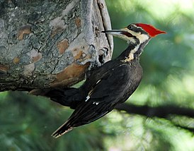 Woodpecker 20040529 151837 1c.jpeg