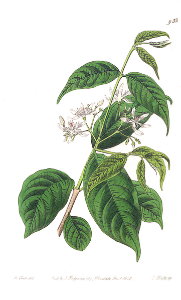File:Wrightia tinctoria illustration from botanical register.png