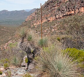 Xanthorrhoea quadrangulata 23911925.jpg