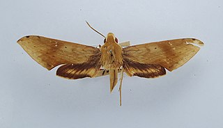 <i>Xylophanes pearsoni</i> Species of moth