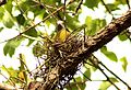 Yellow-footed Green Pigeon Treron phoenicoptera nest by Dr. Raju Kasambe (1).jpg