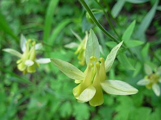 <i>Aquilegia flavescens</i> North American species of columbine