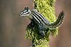 Yellow Pine Chipmunk.jpg