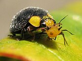 This yellow-shouldered ladybird (Apolinus lividigaster) feeding on an aphid has only two colour spots. Some species have none.