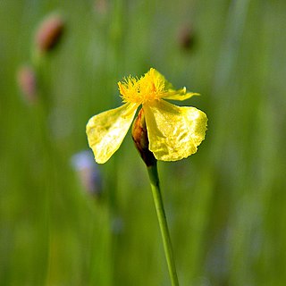 <i>Xyris difformis</i> Species of yelloweyed grass