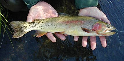 Yellowstone Cutthroat Trout.jpg