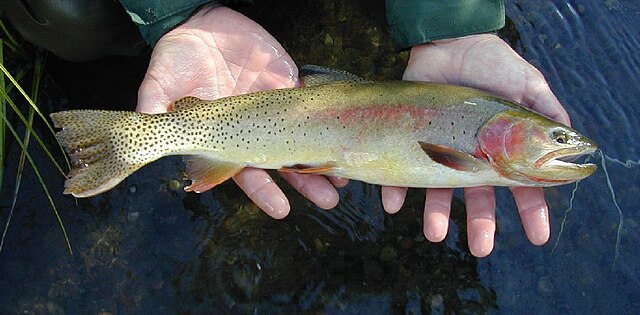 File:Yellowstone_Cutthroat_Trout.jpg