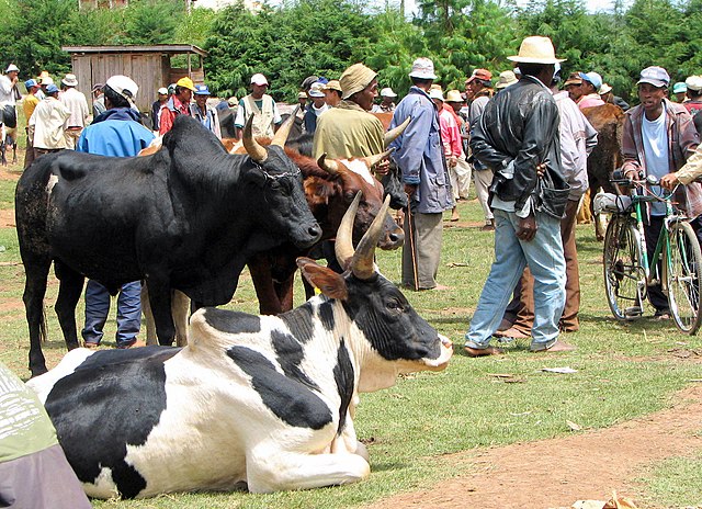 An example of cattle ranchers in Madagascar.