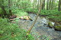 English: Zelenský luh, nature reserve in the Šumava mountains, the Czech Republic. Čeština: Zelenský luh, přírodní rezervace v CHKO Šumava.