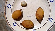 Thumbnail for Zollernia ilicifolia