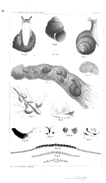 File:Zoogenetes harpa Morse 1864.png