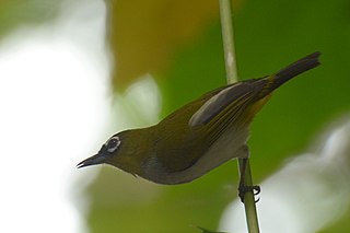 Black-crowned white-eye