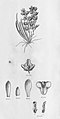 Chytroglossa paulensis plate 93, fig. II in: Alfred Cogniaux: Flora Brasiliensis vol. 3 pt. 6 (1904-1906) (Detail)