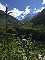 "Flowers Blossom At valley of flowers Chamoli, India" 30.jpg