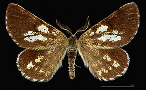 Bupalus piniaria – mounted specimen Male dorsal