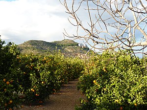Orange tree orchard in Benaguasil, Valencian Community, in Eastern Spain. (Naranjos) P1000577.jpg