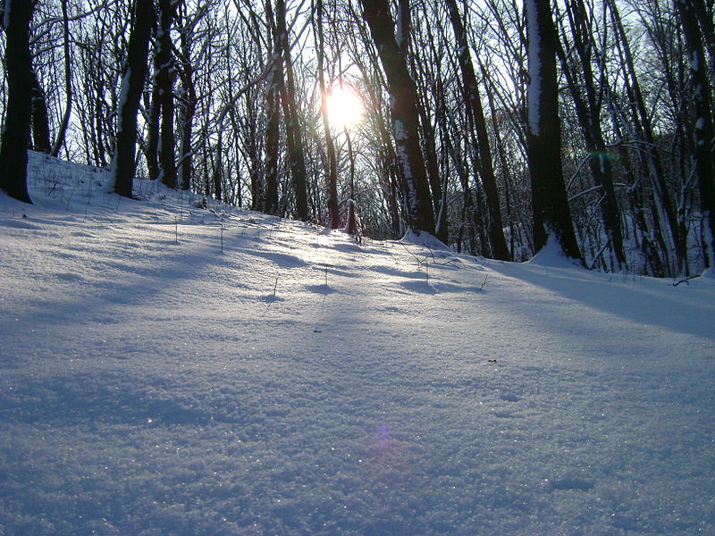 File:Гризловський ліс взимку!.JPG