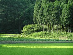 森林: 定義, 森林の形成, 森林の構造