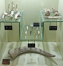 動物骨骼標本，舊石器時代晚期塘子溝遺址，現藏於保山市博物館
