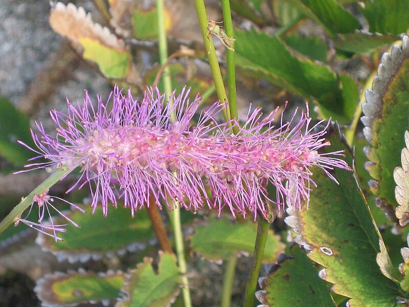 File:唐糸草 Sanguisorba hakusanensis -日本姬路公園 Himeji, Japan- (9200909366).jpg