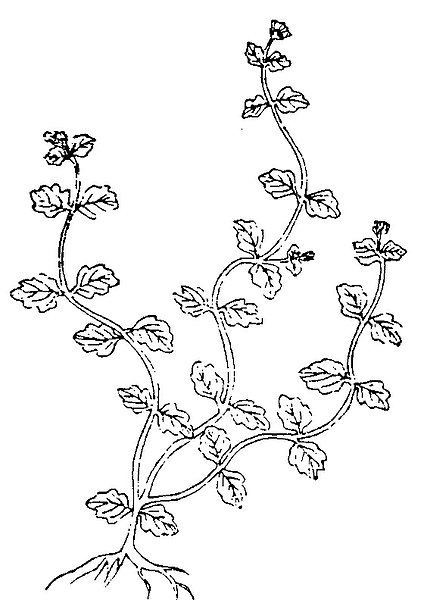 File:植物名實圖考·菟絲子.jpg