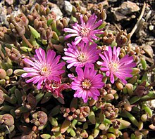 Sha Zuo Lan Shu Delosperma aberdeenense -Wei Ye Na Da Xue Zhi Wu Yuan Vienna University Botanical Garden- (27813768383).jpg