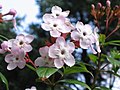 滇丁香 Luculia yunnanensis -昆明金殿植物園 Kunming YuanLin Botanic Gardens, China- (9229896494).jpg