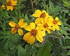 Tagetes lemmonii