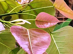 Ficus religiosa, the white "stipule" contains a new leaf and a new "stipule".
