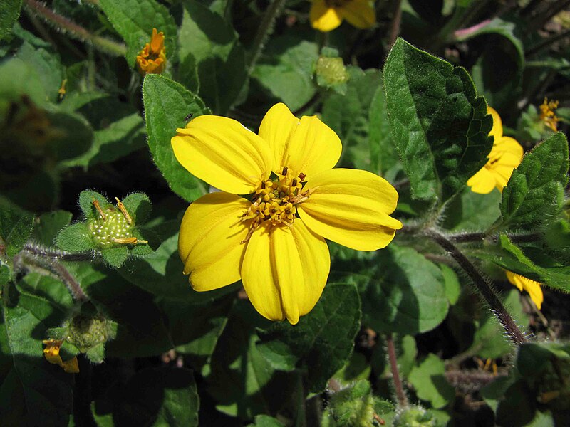 File:金星菊 Chrysogonum virginianum -維也納大學植物園 Vienna University Botanical Garden- (28484237446).jpg