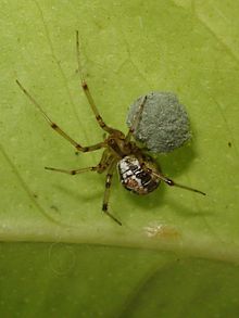 00004.1 Theridion sisyphium.JPG