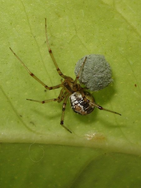 File:00004.1 Theridion sisyphium.JPG