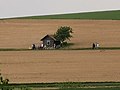 1. Mai an einer Hütte zwischen Tauberbischofsheim und Impfingen 3.jpg