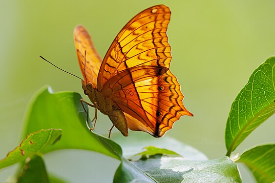 Butterfly at Wang Bua Ban Photograph: User:Stéphane Bidouze