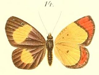 <i>Callidula hypoleuca</i> Species of moth