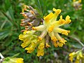 1494 - Nationalpark Hohe Tauern - Flowers.JPG