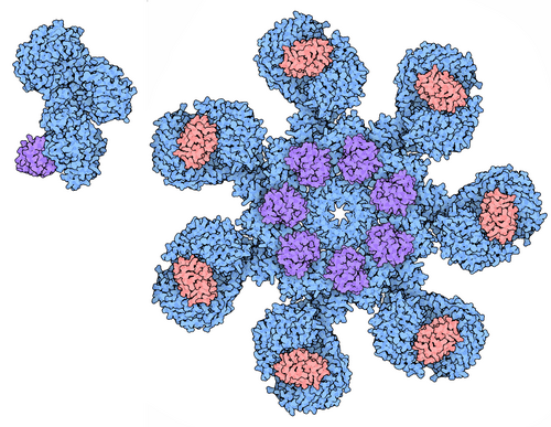 Struktura apoptosomskog kompleksa