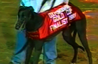 <span class="mw-page-title-main">1989 UK & Ireland Greyhound Racing Year</span> UK greyhound racing year