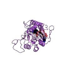 Modèle tridimensionnel de l'enzyme