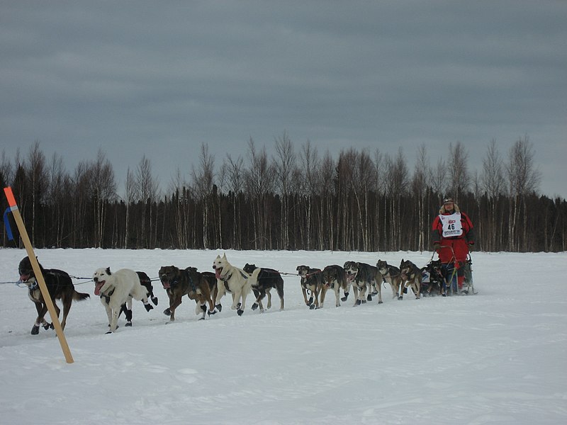 File:2008 Iditarod Willow (2312074843).jpg