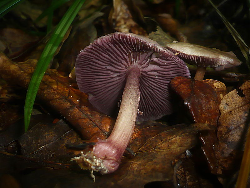 File:2012-08-05 Mycena pelianthina (Fr.) Quél 270606.jpg