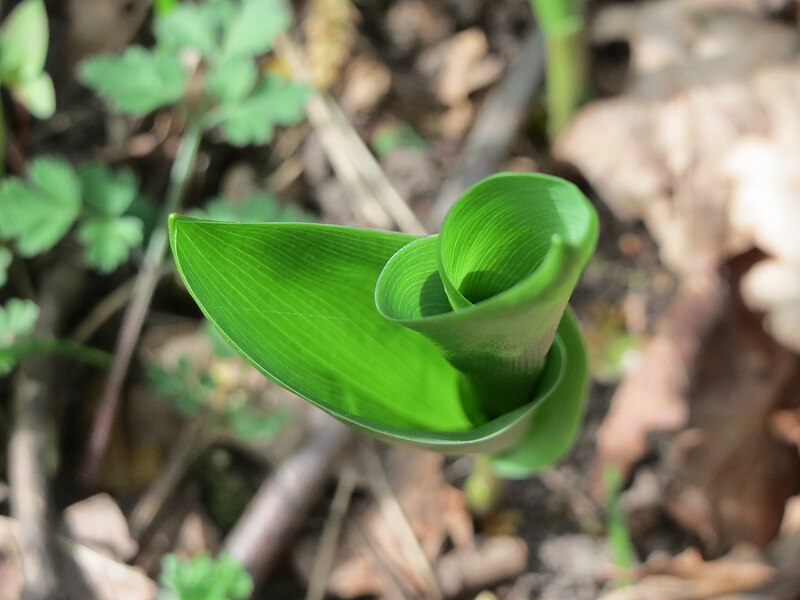 File:20150426Convallaria majalis4.jpg