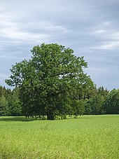 2019-06-08 Judging area near Blankenhain (Saxony) 02.jpg