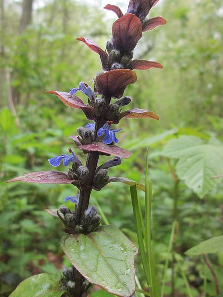 File:20190428Ajuga reptans1.jpg