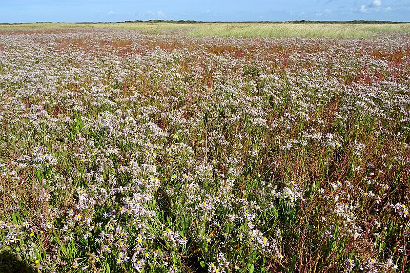 File:20190912 kwelder 1Schiermonnikoog.jpg