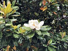 2020-05-24 17 36 54 Leaves and flowers on a large Southern Magnolia along Friendship Road in Friendship, Anne Arundel County, Maryland.jpg