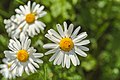 * Nomination Oxeye daisies in the Blieskastel. --FlocciNivis 15:22, 7 February 2023 (UTC) * Promotion  Support Good quality. --Christian Ferrer 18:04, 7 February 2023 (UTC)